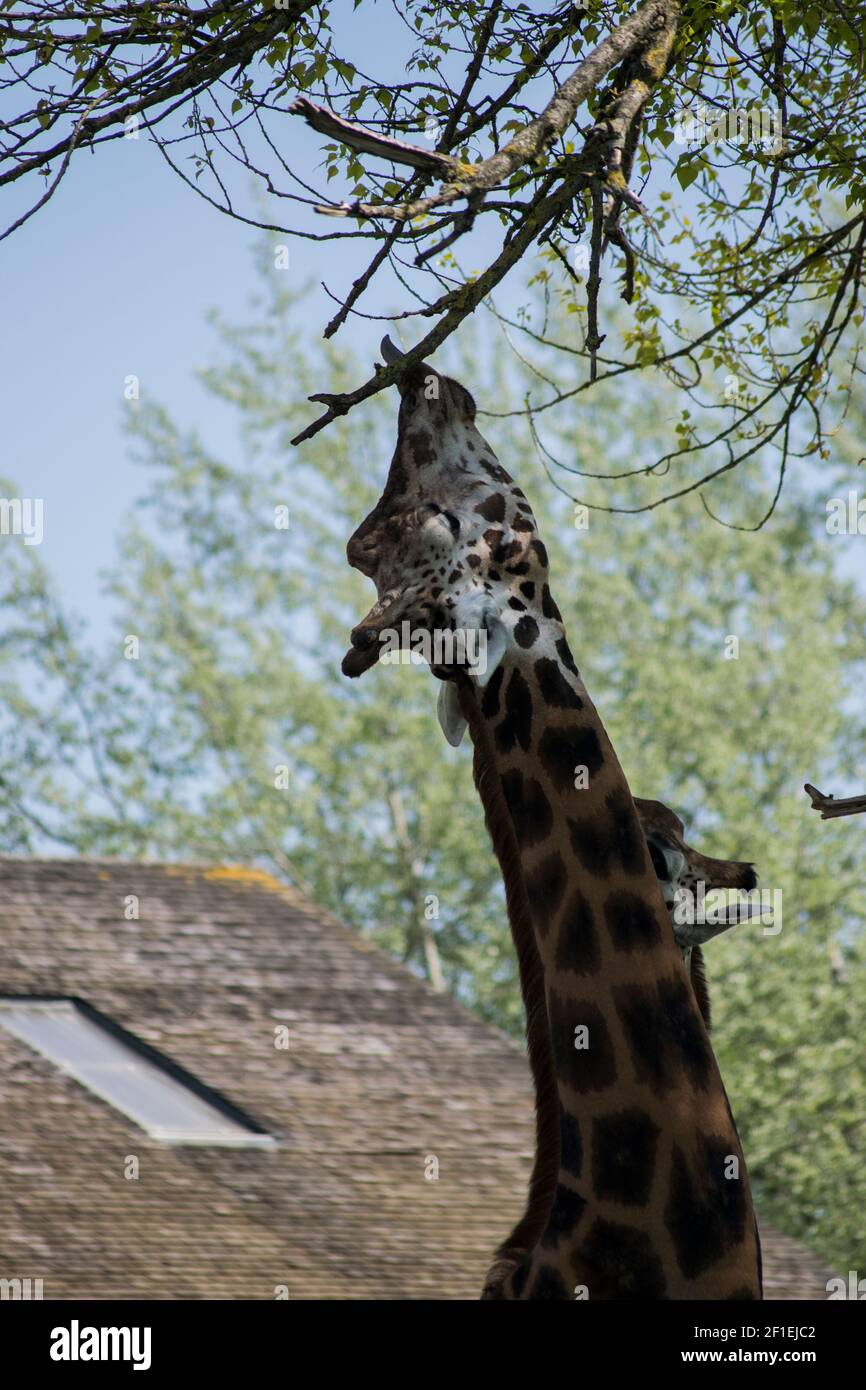 Giraffe eating the leaves from a tree Stock Photo