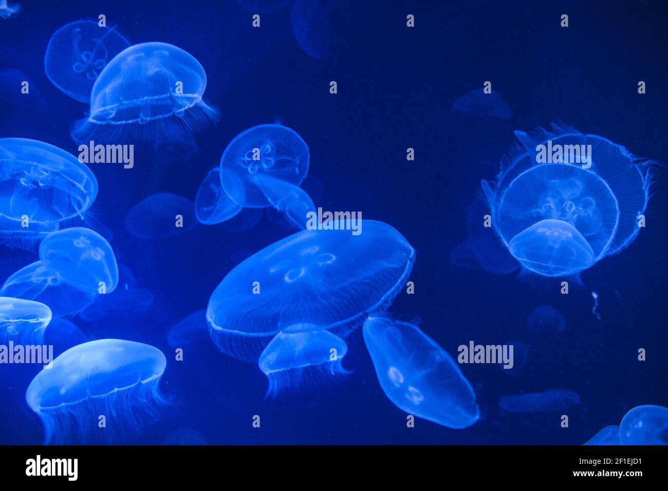 Sea Jellys, jellyfish Stock Photo