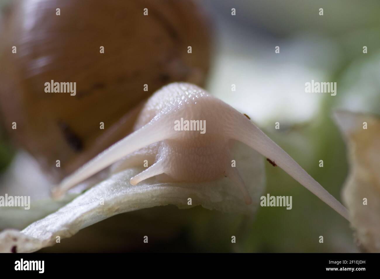 Juvenile Giant African land snail eating lettuce Stock Photo - Alamy