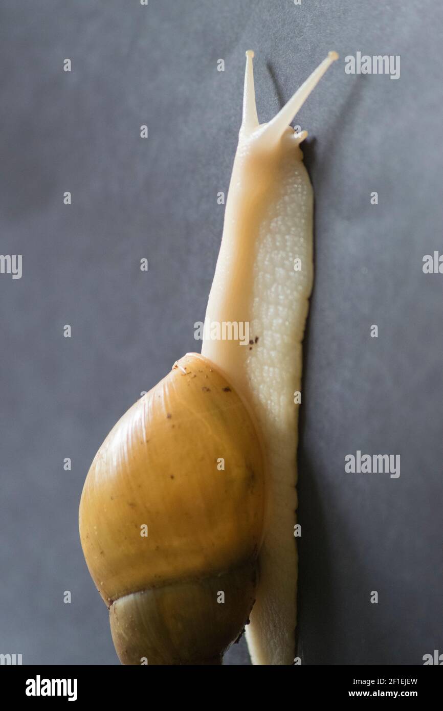 African land snail stretched out of the shell Stock Photo
