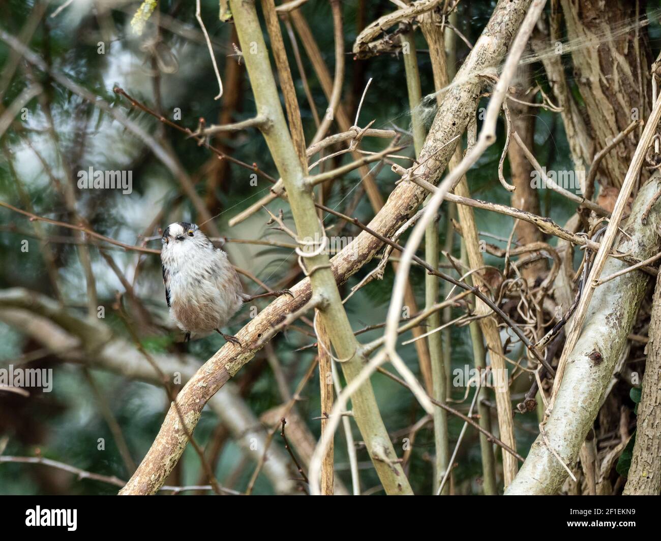 Long Tailedtit collecting Spider Silk Stock Photo Alamy