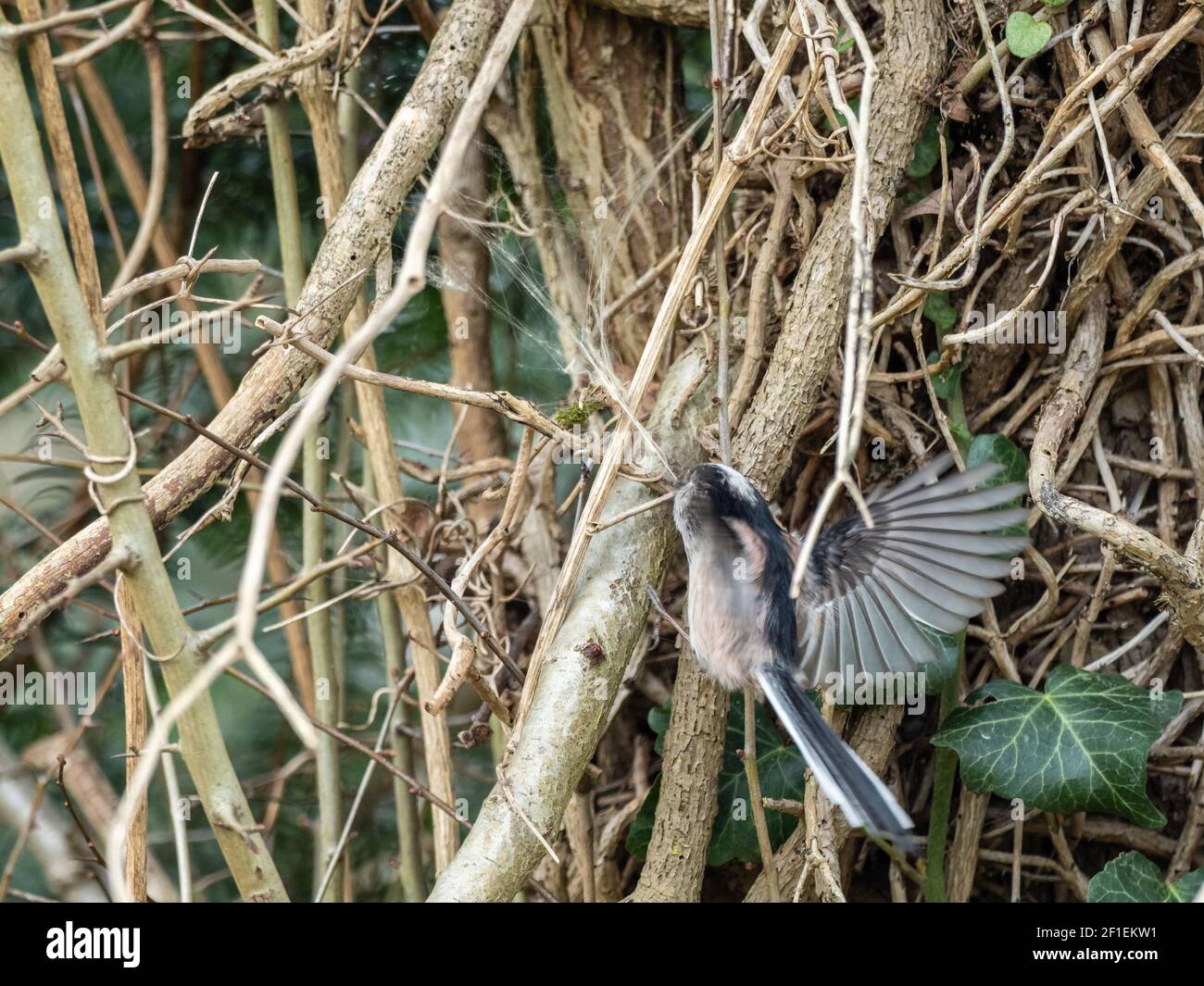 Long Tailedtit collecting Spider Silk Stock Photo Alamy