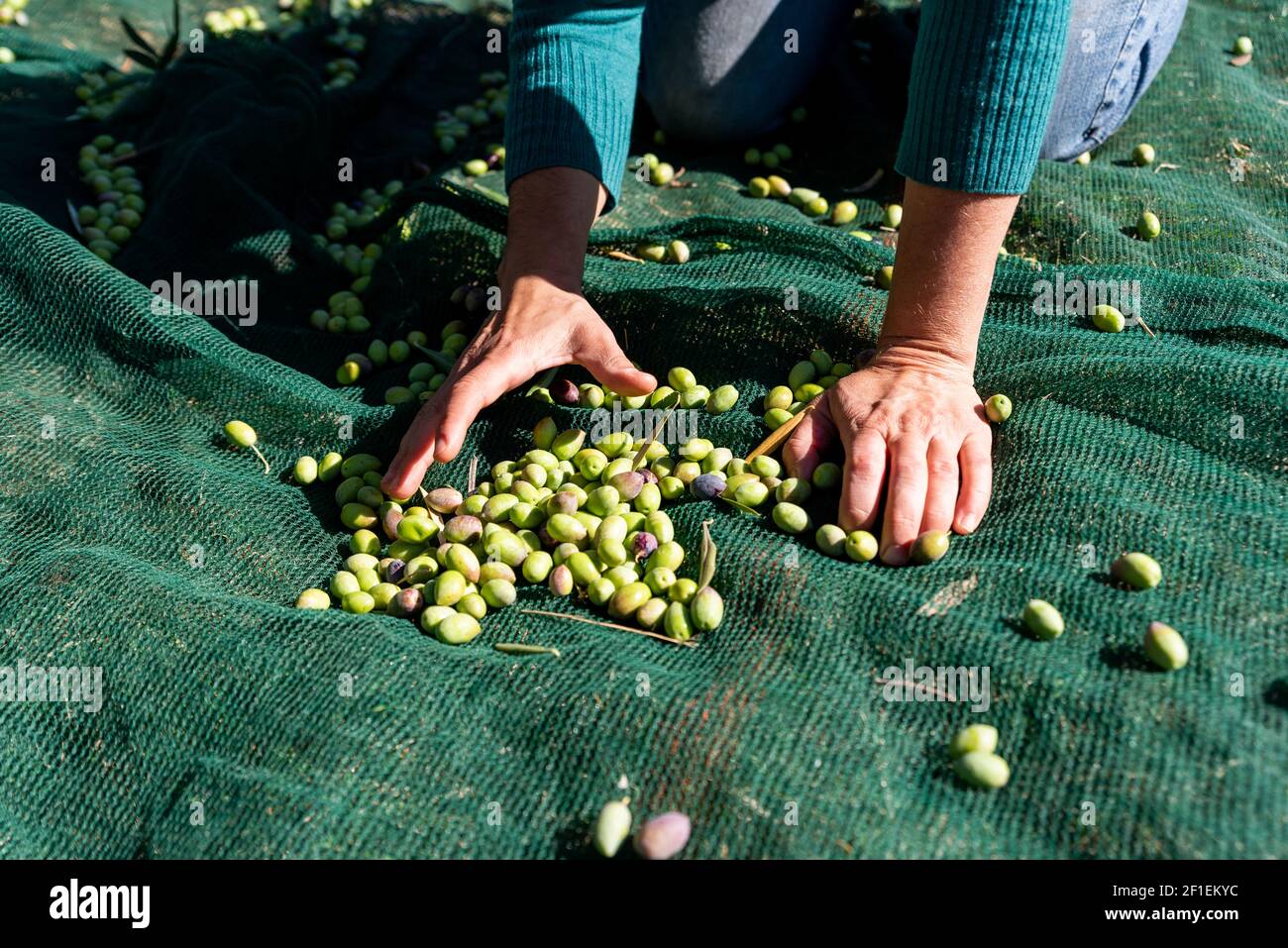 Woman hands are picking fallen olives from nets under olive trees Stock ...