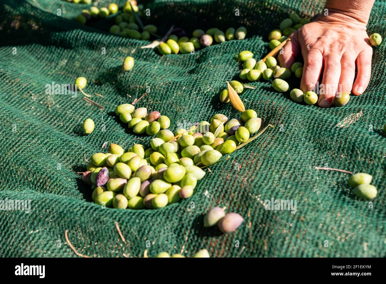 Fallen olives hi-res stock photography and images - Alamy