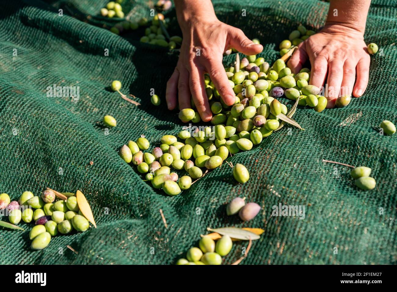 Fallen olives hi-res stock photography and images - Alamy