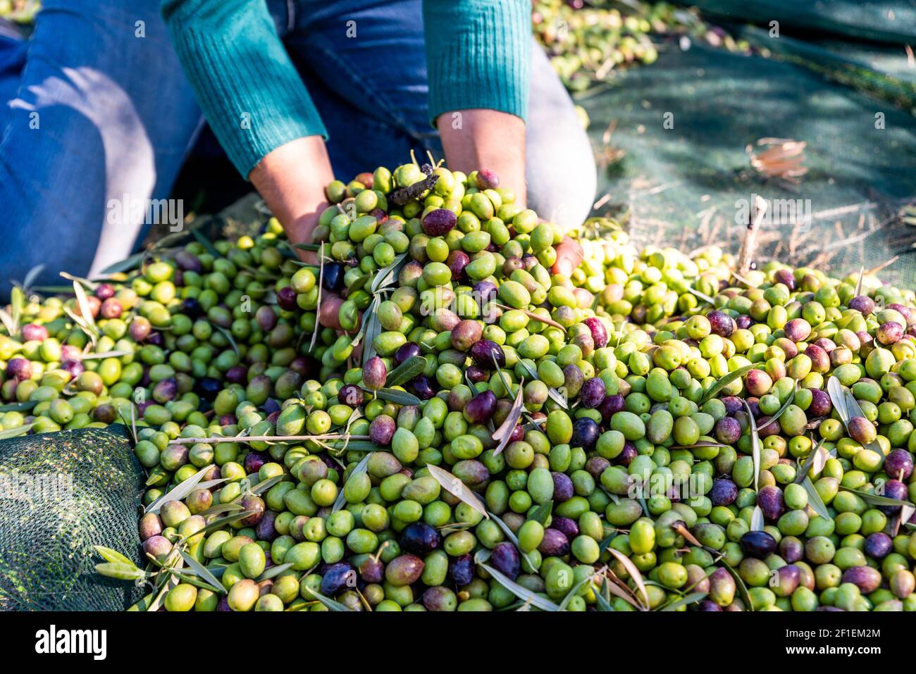 Woman hands are picking fallen olives from nets under olive trees Stock ...