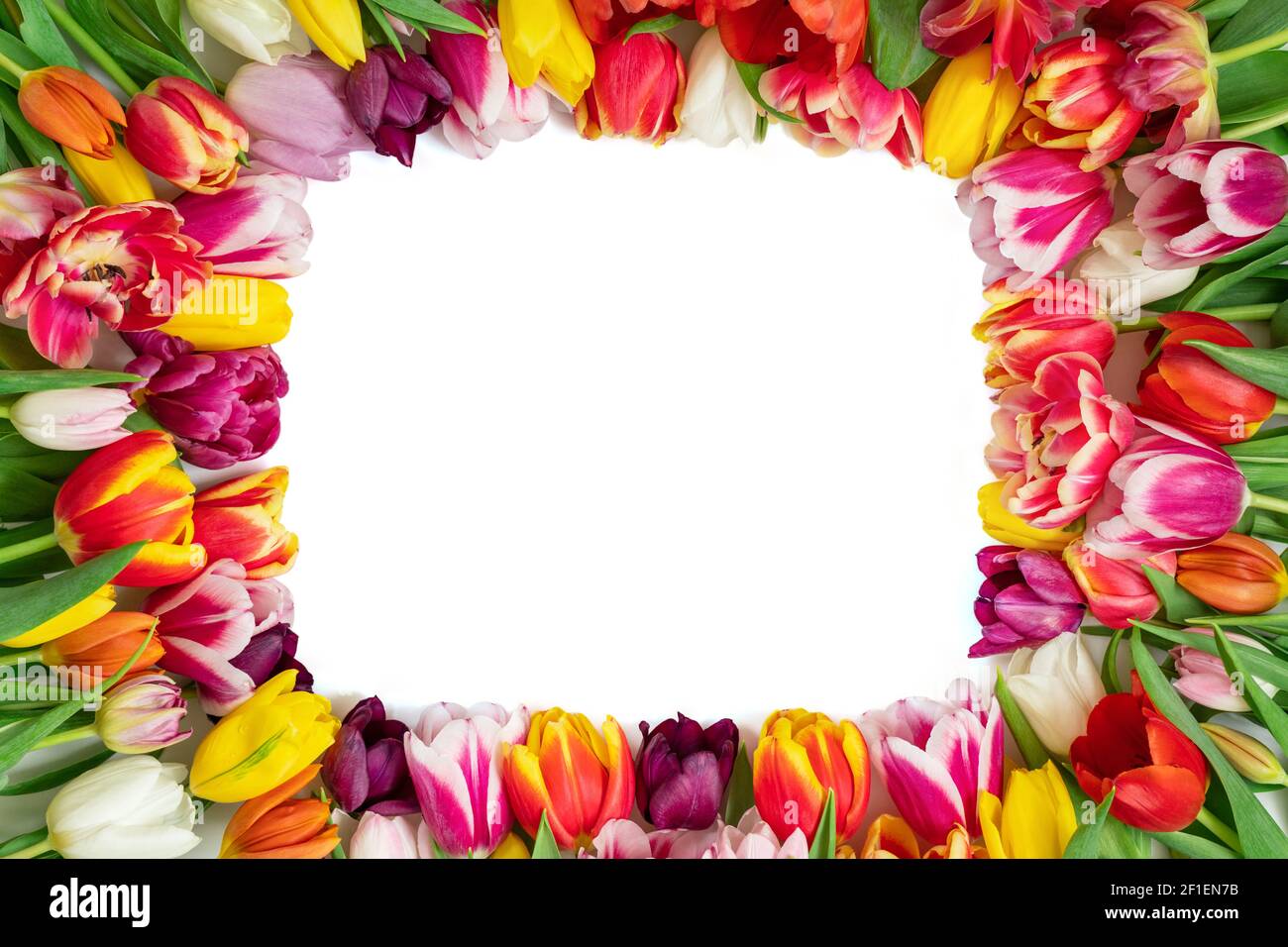 Colorful tulip flowers isolated on a white background. Flower frame