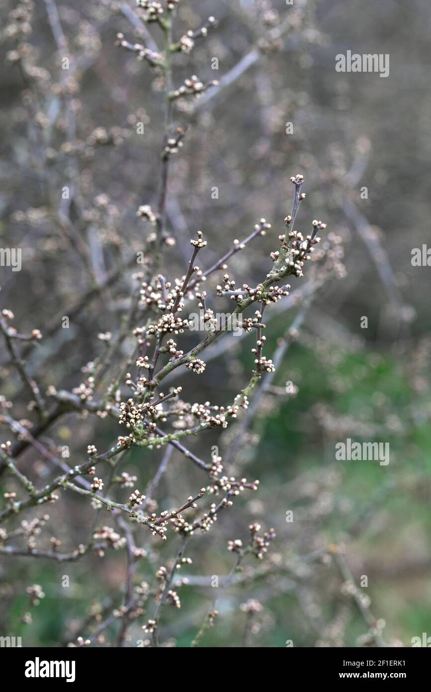 Blackthorn (sloe) (Prunus spinosa) hedge in early March, with blossom buds about to burst into flower (United Kingdom) Stock Photo