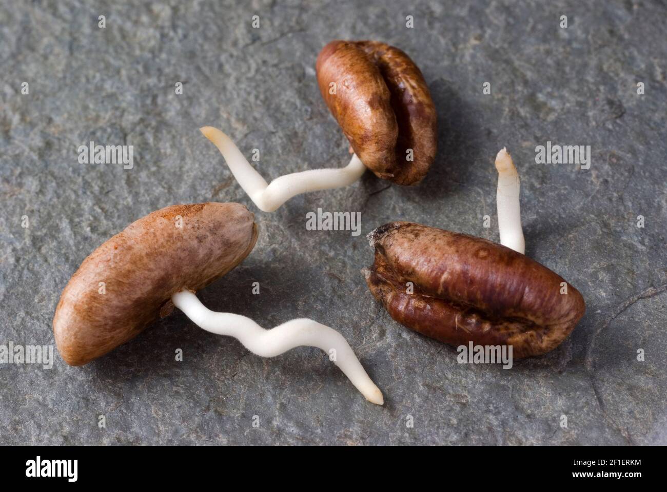 Germinating Date Palm Seeds Stock Photo