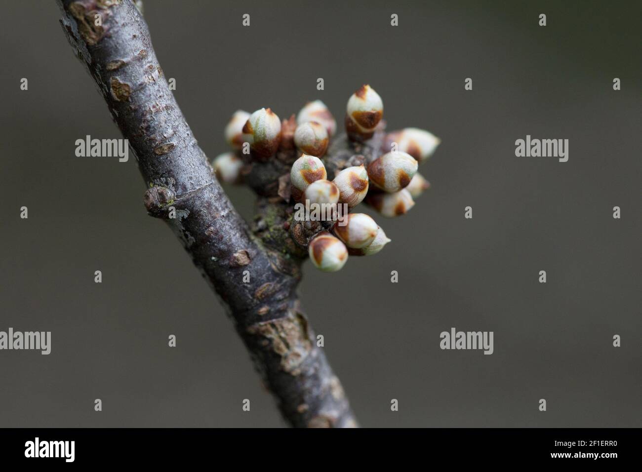 Blackthorn (sloe) (Prunus spinosa) hedge in early March, with blossom buds about to burst into flower (United Kingdom) Stock Photo