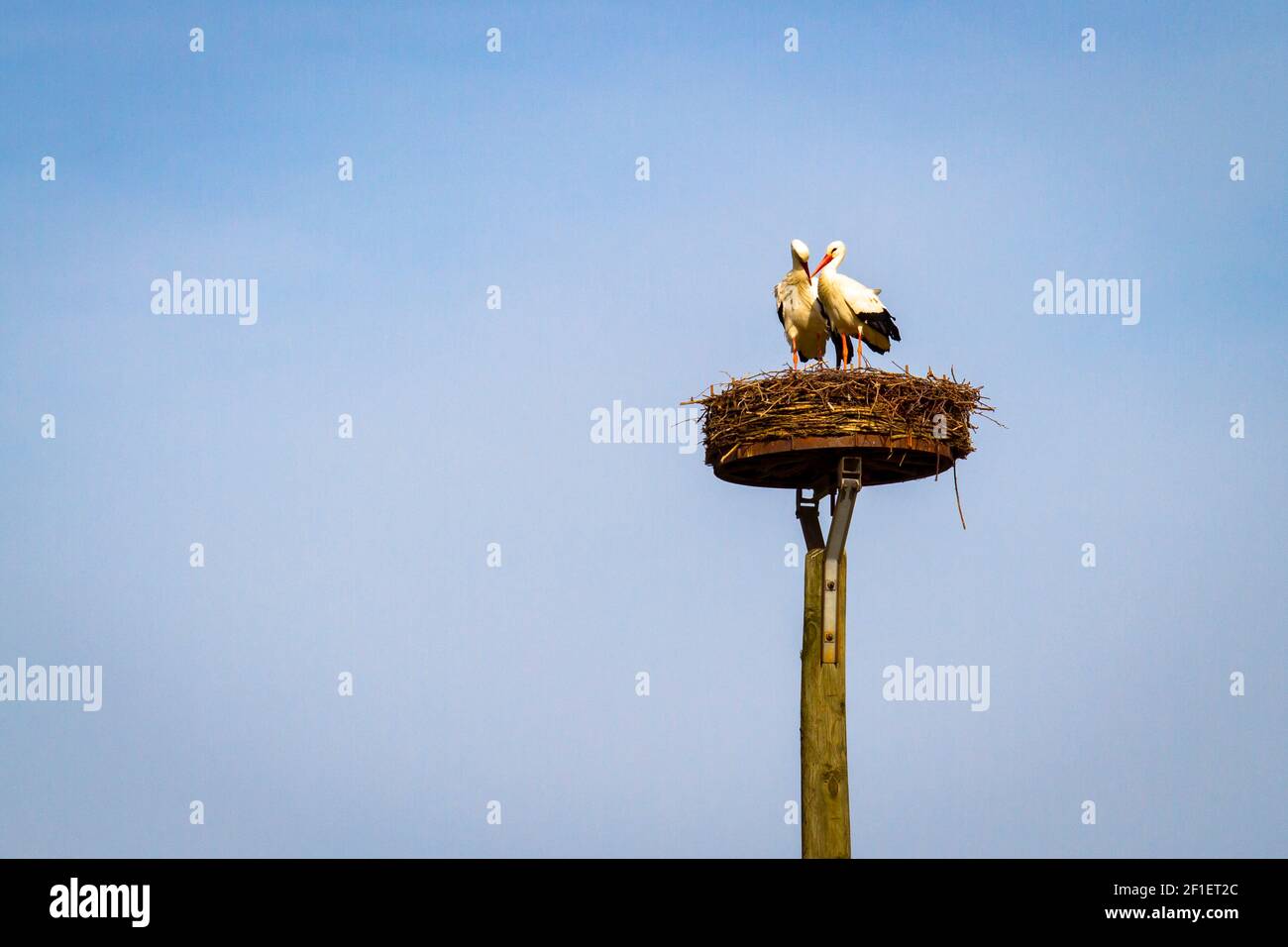 storks breeding in the nature reserve Bislicher Insel on the Lower Rhine near Xanten, floodplain landscape, old branch of the Rhine, North Rhine-Westp Stock Photo