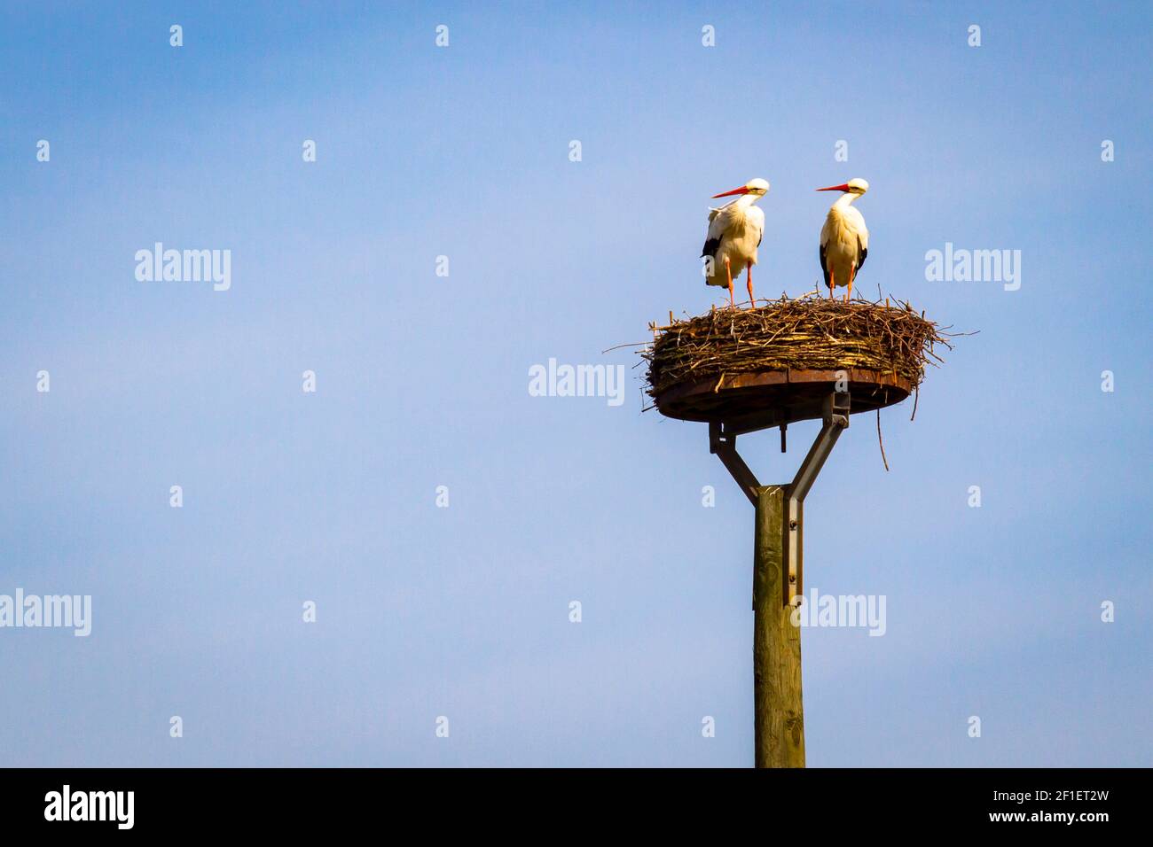 storks breeding in the nature reserve Bislicher Insel on the Lower Rhine near Xanten, floodplain landscape, old branch of the Rhine, North Rhine-Westp Stock Photo
