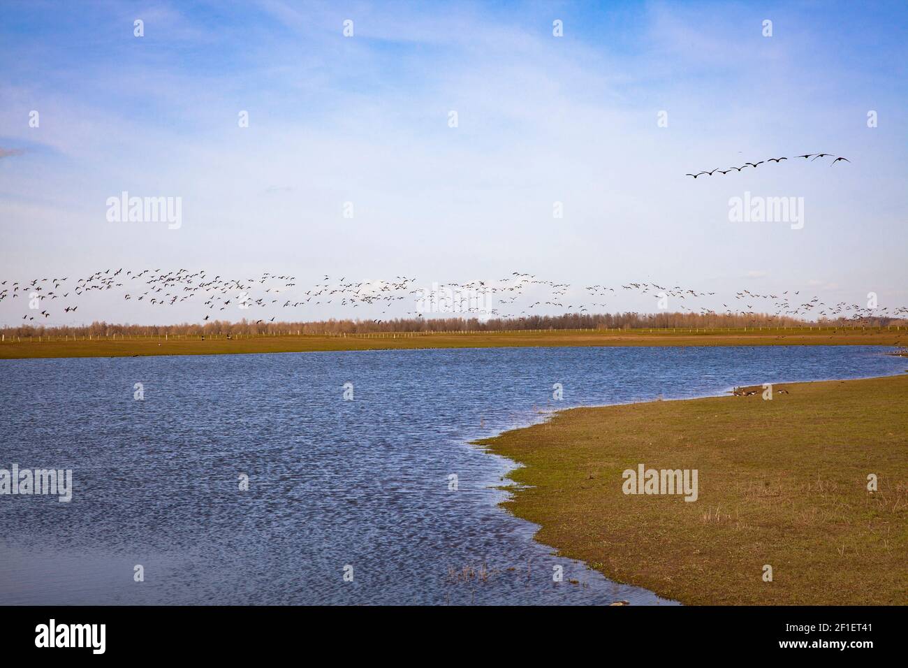 flooded meadows in the nature reserve Bislicher Insel on the Lower Rhine near Xanten, floodplain landscape, old branch of the Rhine, wild geese, North Stock Photo