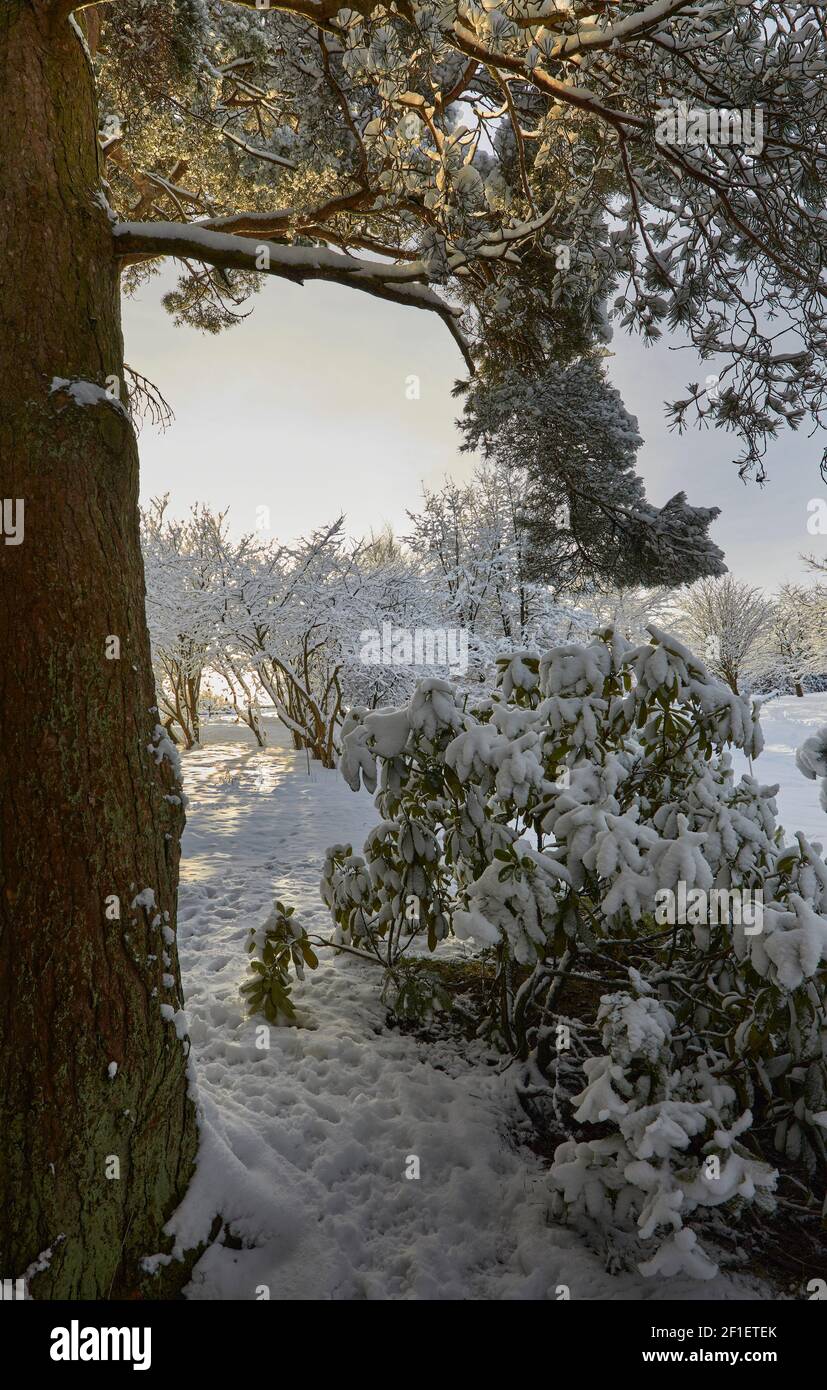 Framed by Scots Pine trunk and snow covered rhododendron, late afternoon sunshine streams through the smallholding spinney. Stock Photo