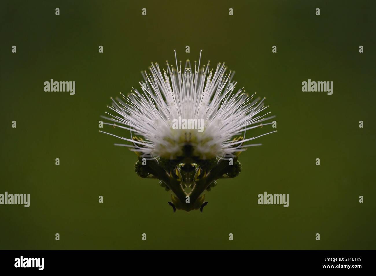 Calliandra emarginata (Pink Powder Puff) an ornamental flowering plant ...