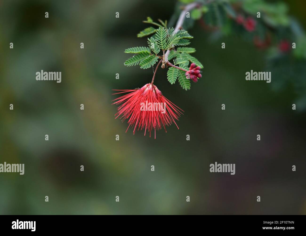 Calliandra emarginata (Pink Powder Puff) an ornamental flowering plant ...