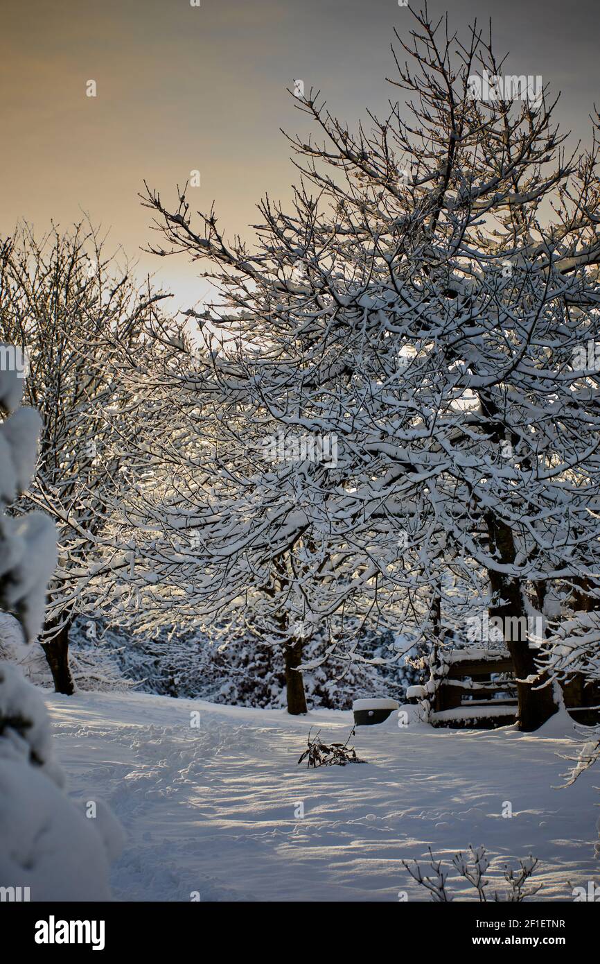 Snow covered trees in the Yorkshire moorland smallholding garden at 900ft Stock Photo