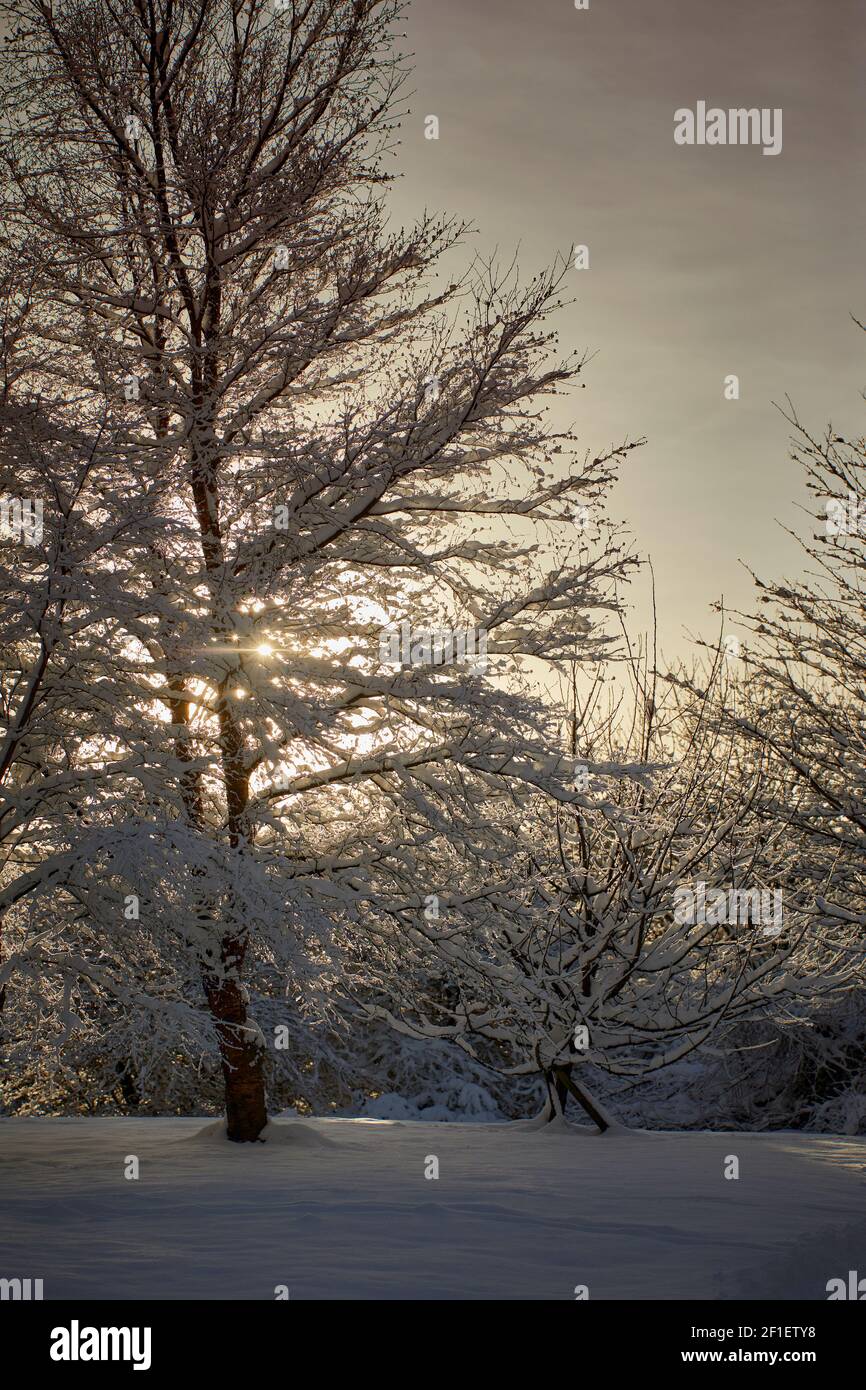 Lens flare around late afternoon sun as it shines through snow laden trees Stock Photo