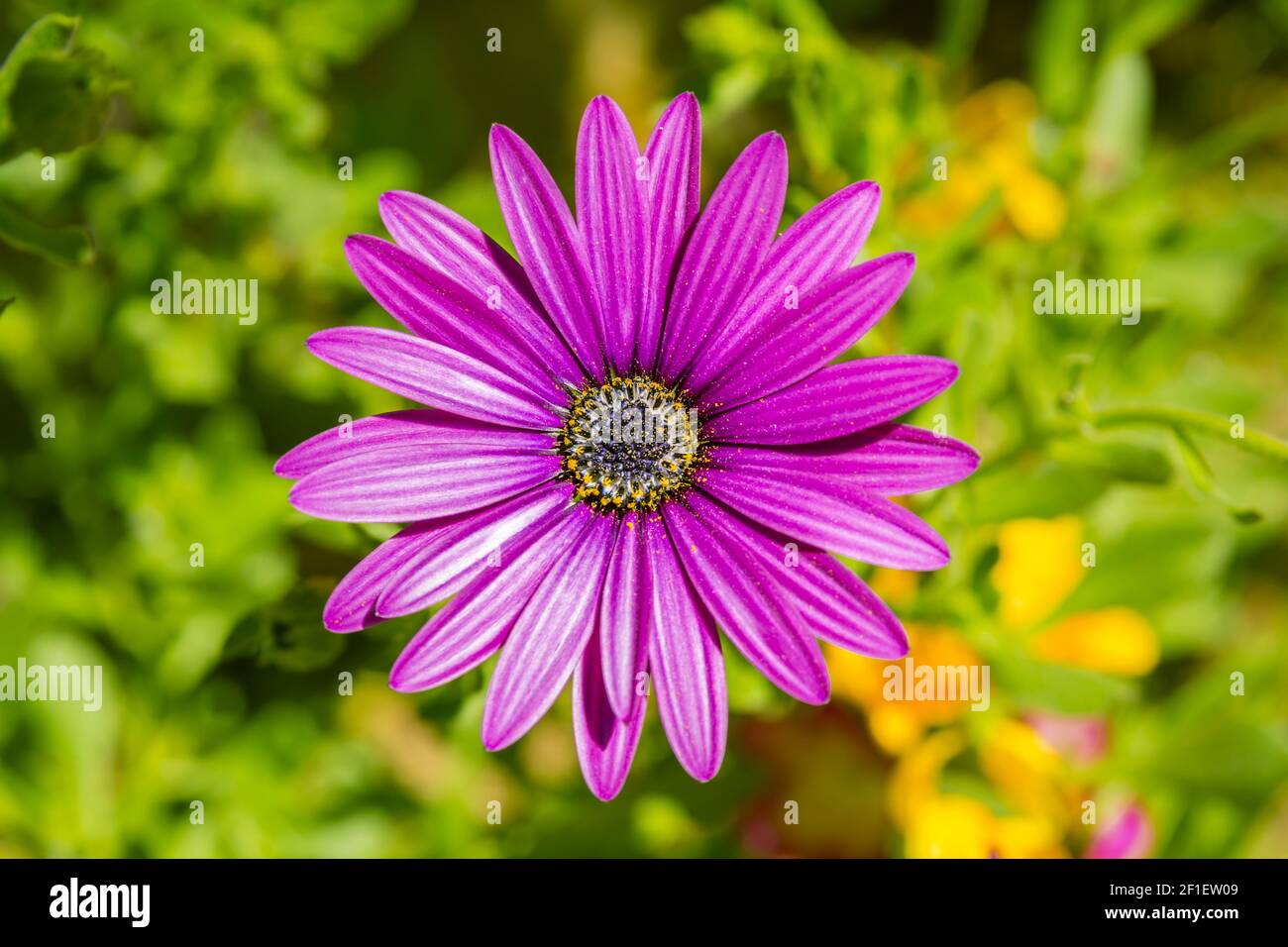 Cape marguerite purple flower Stock Photo