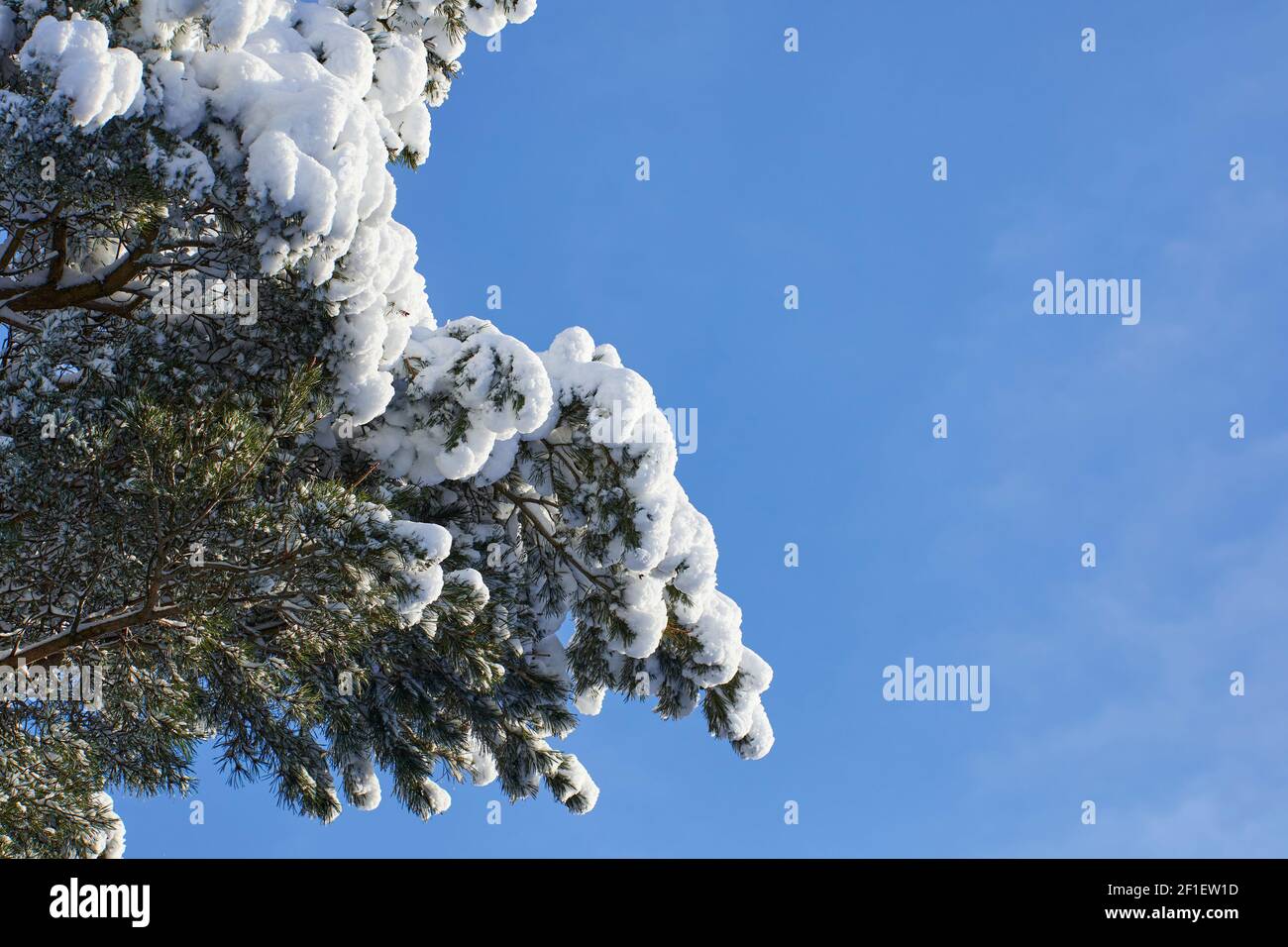 Snow lying on the top branches of a Scots Pine in the Yorkshire moorland smallholding garden at 900ft Stock Photo