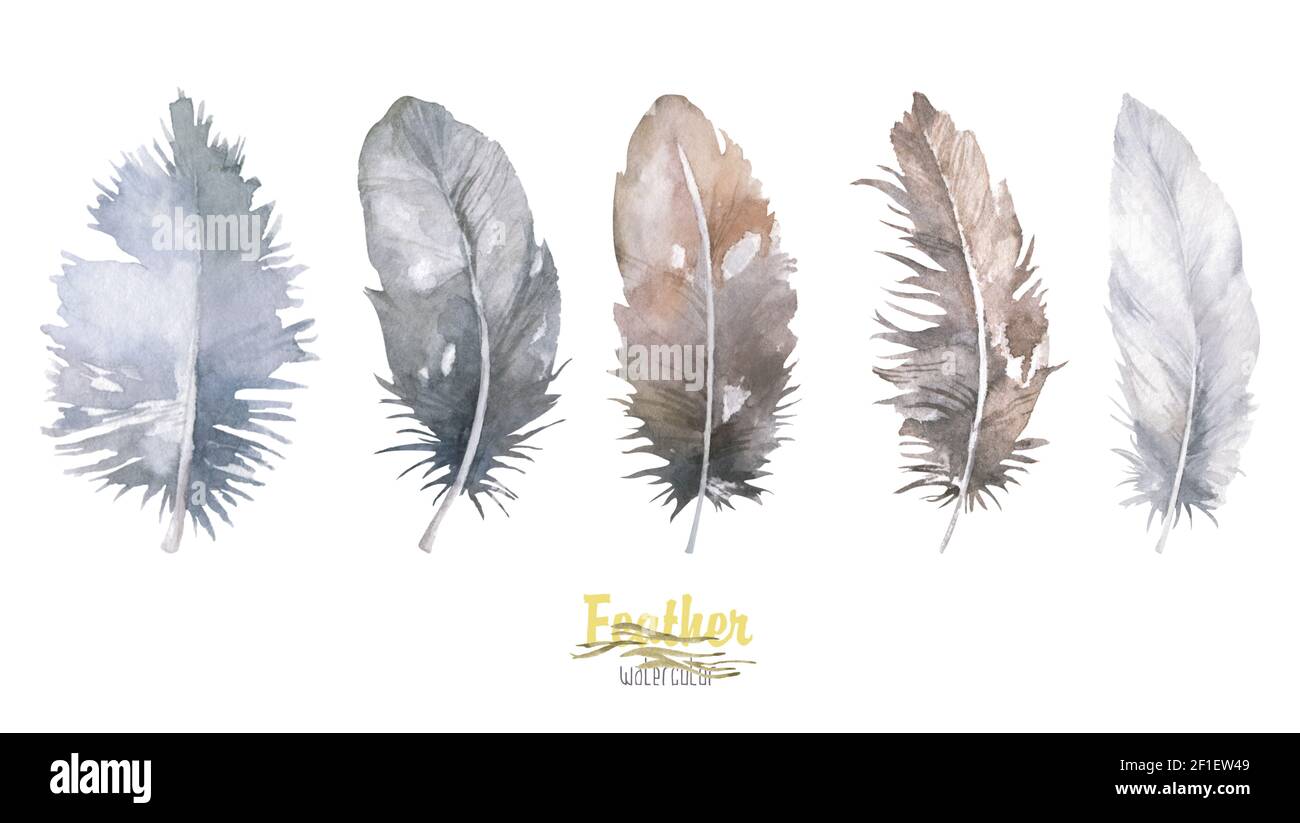 Watercolor bird feather from wing isolated. Aquarelle feather for ...