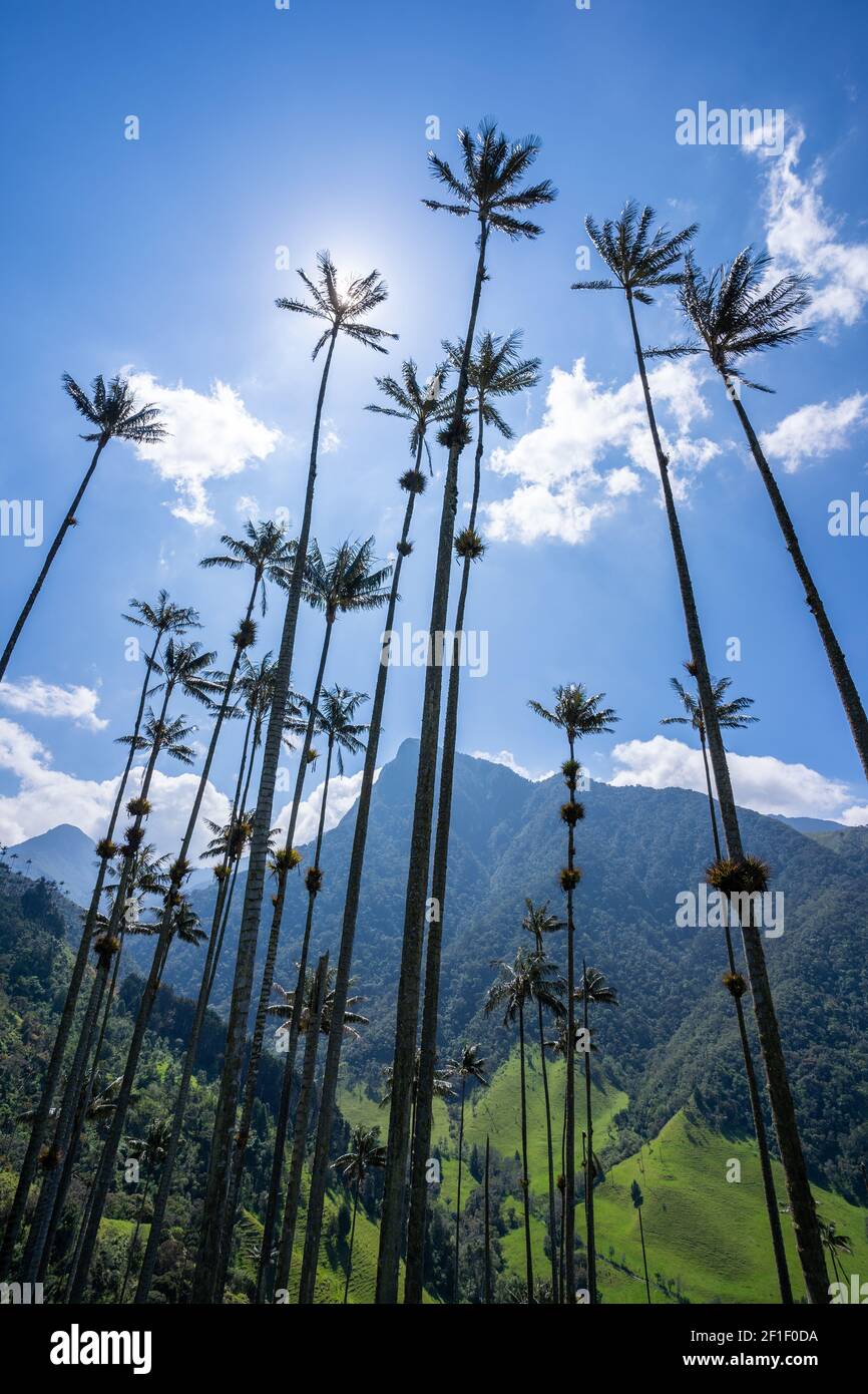 Cocora Valley Salento Quindio Colombia Stock Photo Alamy