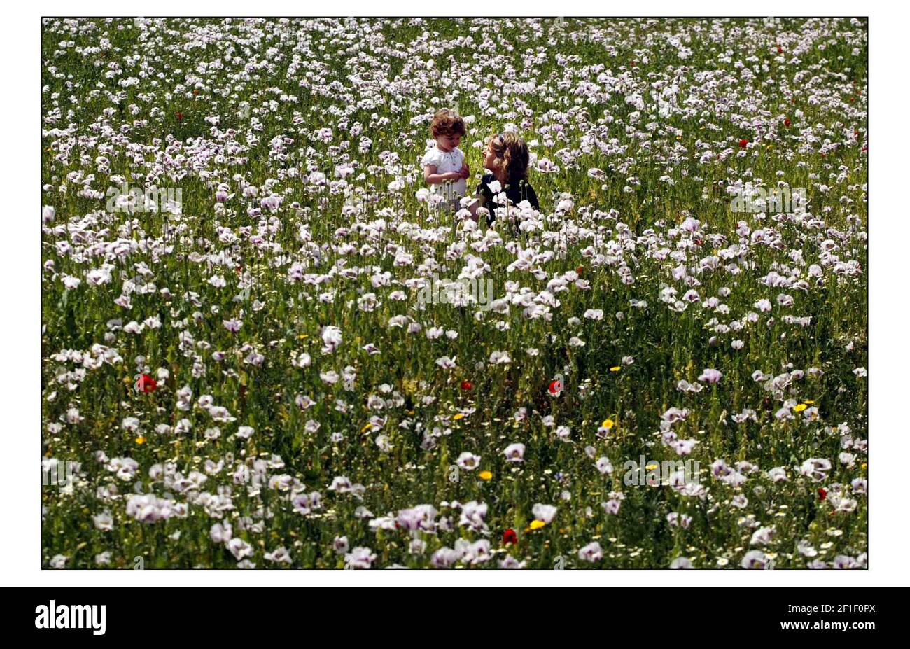 A field of Poppy at Kew Gardens being enjoyed by Kate Green and her 2 yr old daughter Anna... see story by Mike McCarthy.pic David Sandison 11/6/2004 Stock Photo