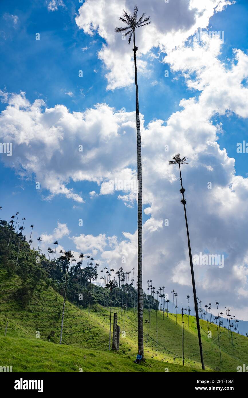 Cocora Valley, Salento, Quindío, Colombia Stock Photo