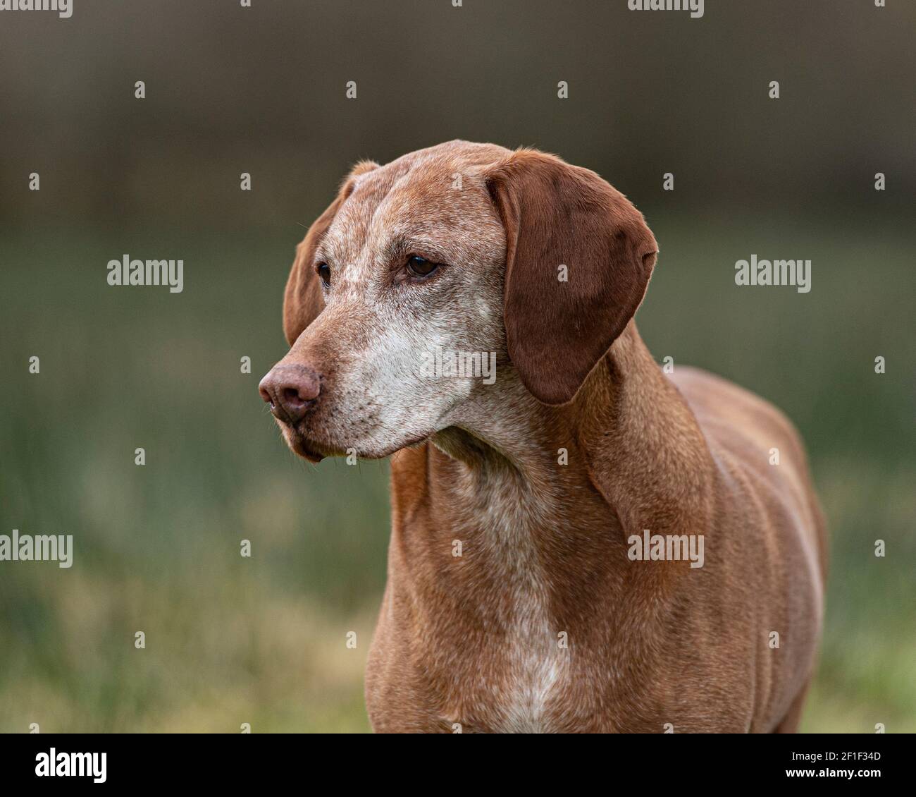 old Hungarian viszla Stock Photo - Alamy