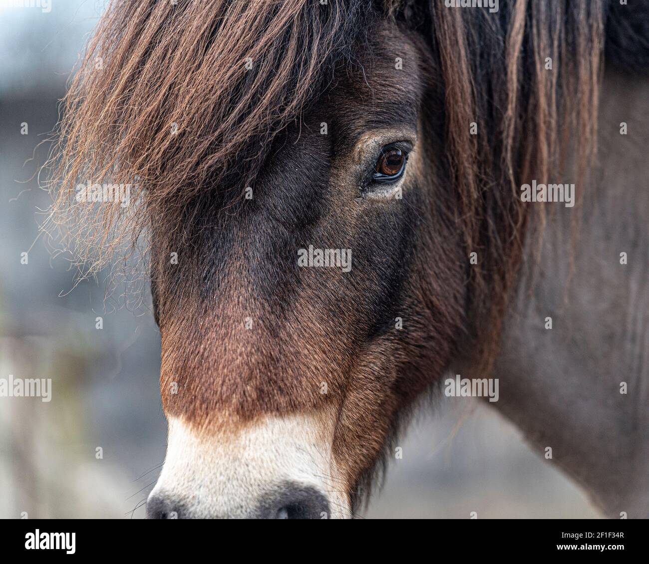 exmoor pony Stock Photo