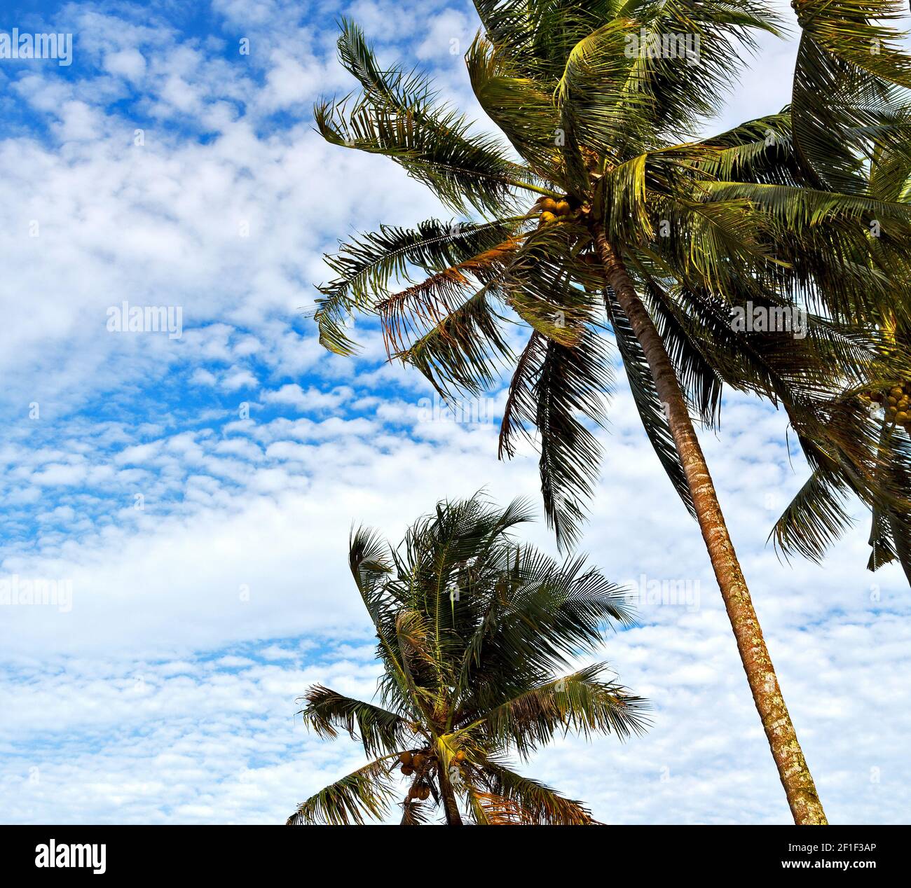Palm leaf and branch view from down Stock Photo - Alamy