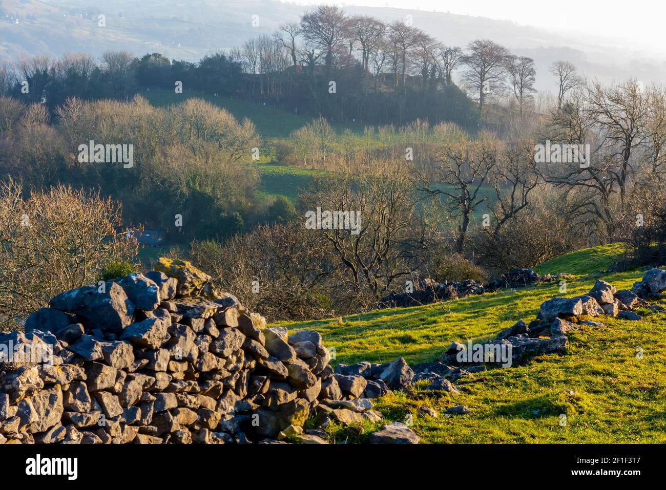 Drystone wall and trees at Middleton Moor near Wirksworth close to the High Peak Trail in the Derbyshire Dales Peak District England UK Stock Photo