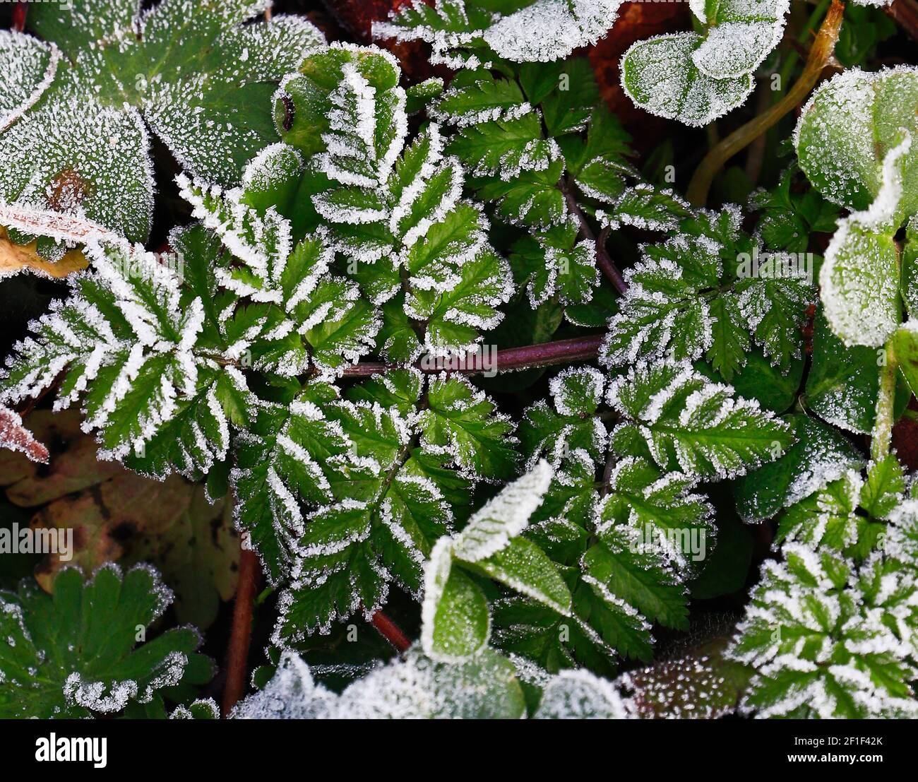 Frosty leaves closeup with ice crystals Stock Photo