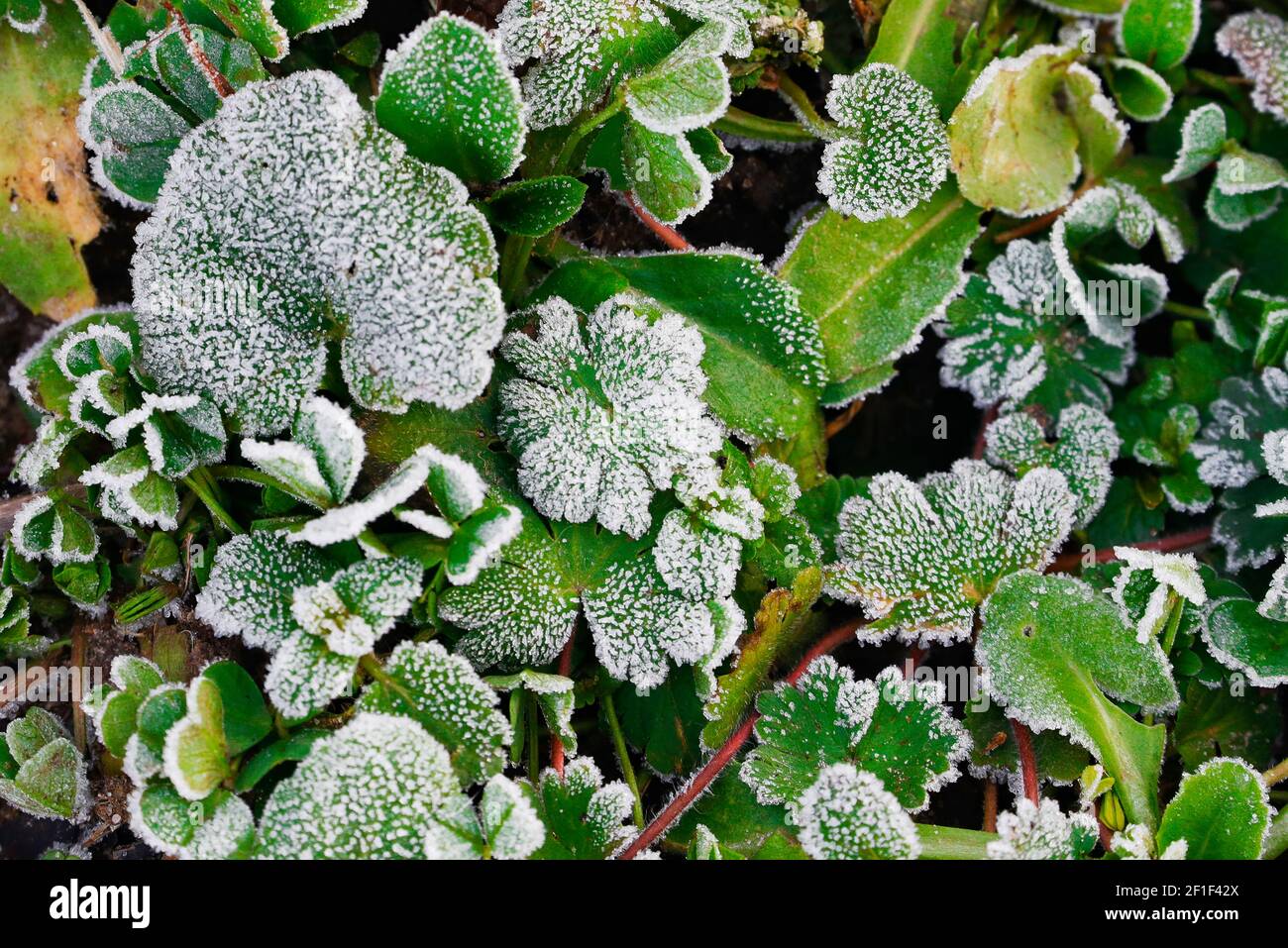 Frosty leaves closeup with ice crystals Stock Photo