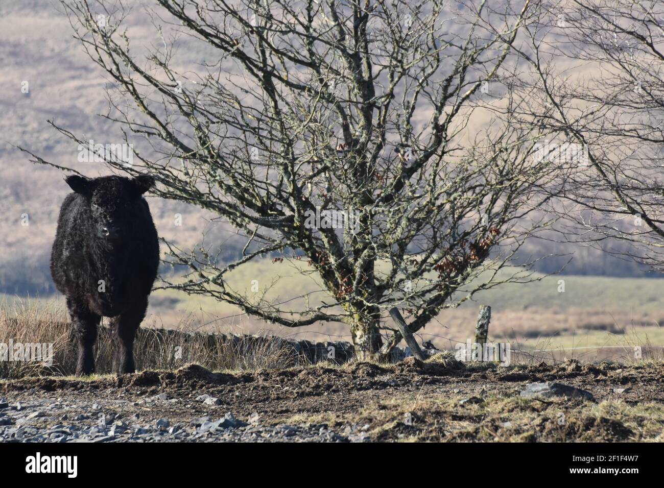 Galloway cattle, Marbrack Farm, Carsphairn, Dumfries & Galloway Stock