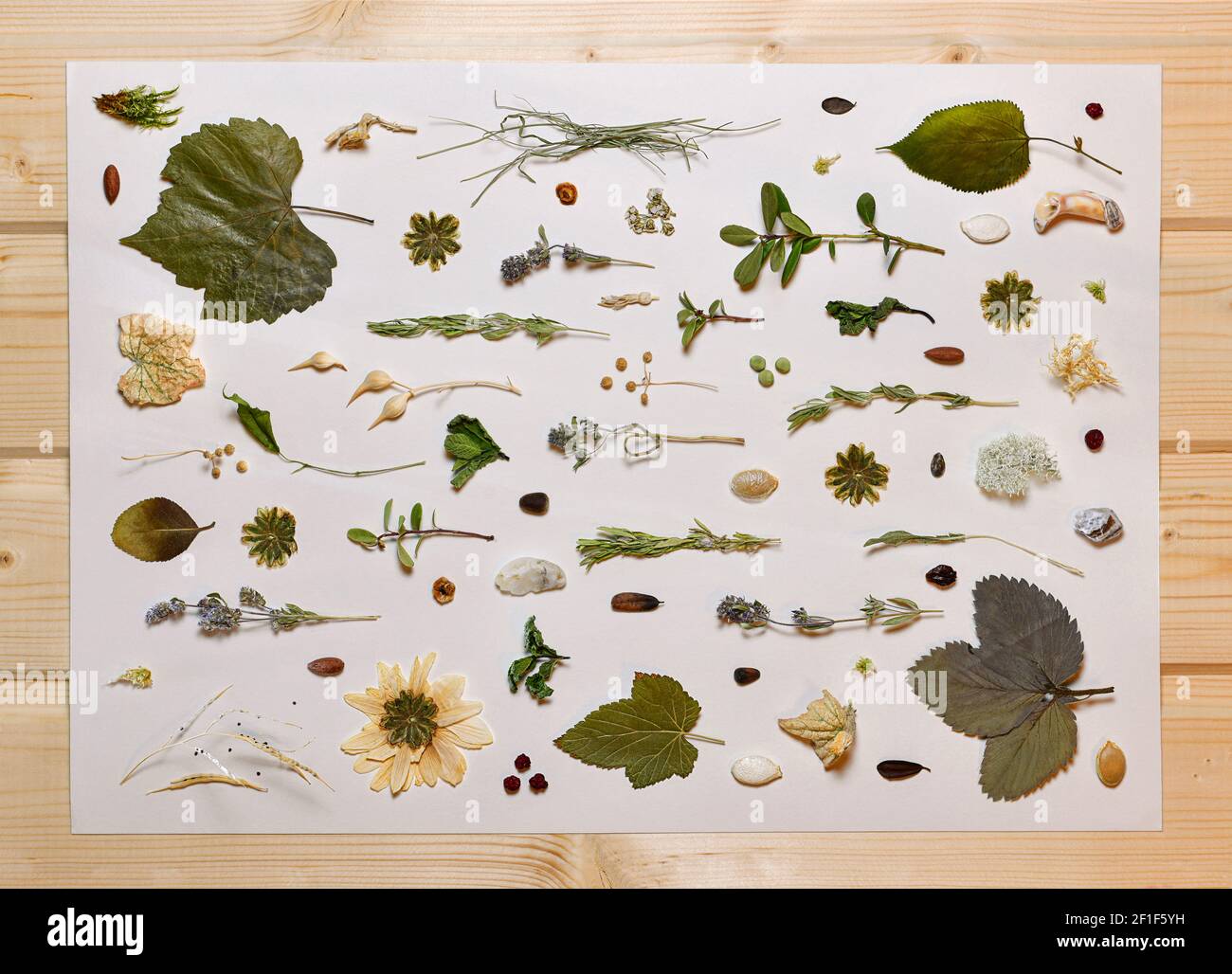 Dried plant parts, seeds and minerals. Flat lay natural material means alternative medicine on a white background with a wooden frame. Stock Photo