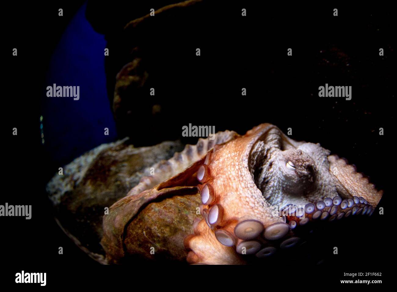 octopus underwater close up portrait detail Stock Photo - Alamy