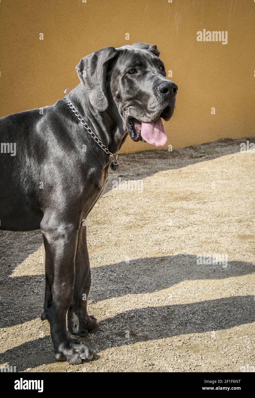 Black Great Dane standing to the side Stock Photo
