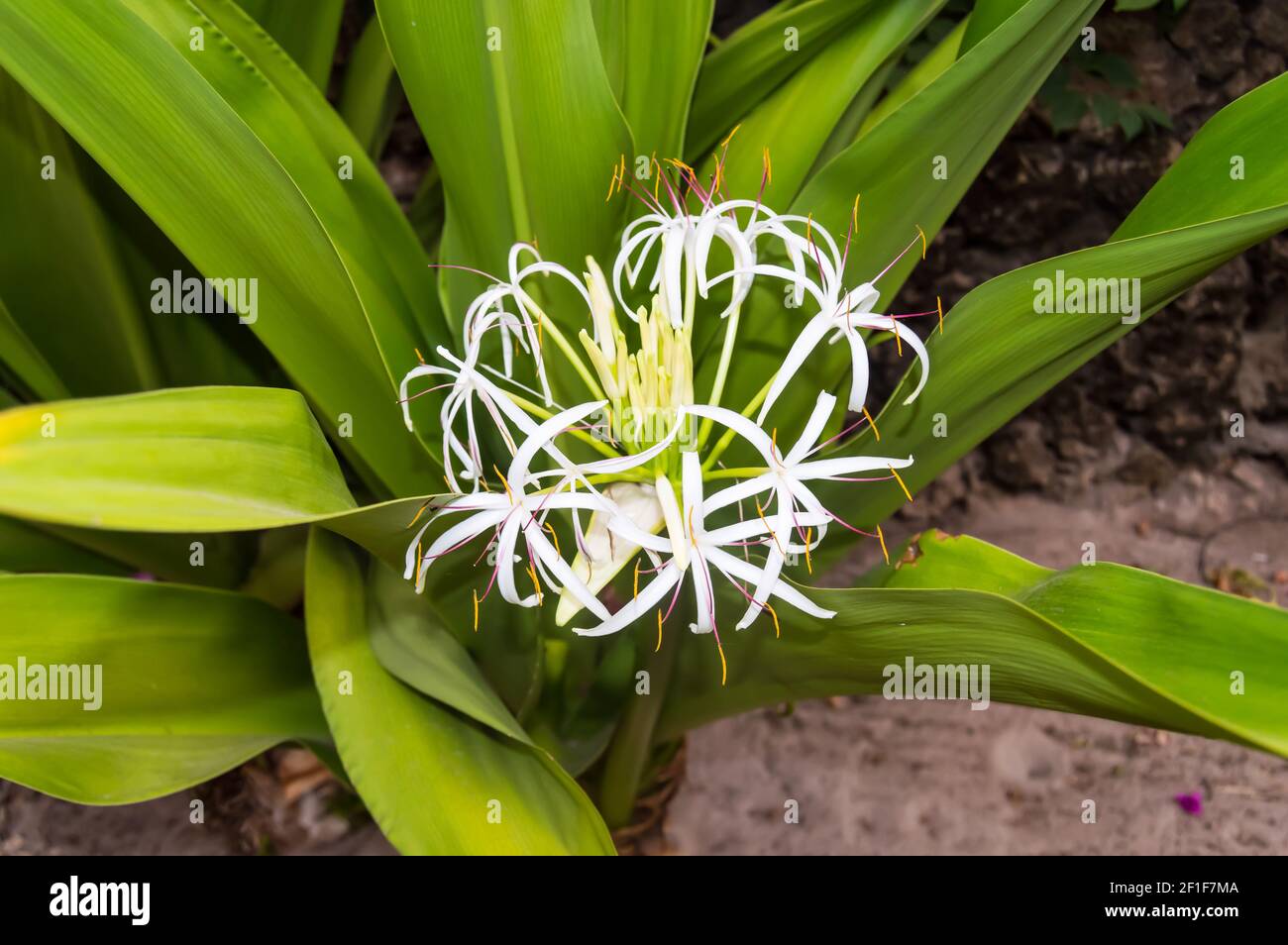 White Crinum flower in the blurred background in high resolution near the town of Gede in Kenya Stock Photo