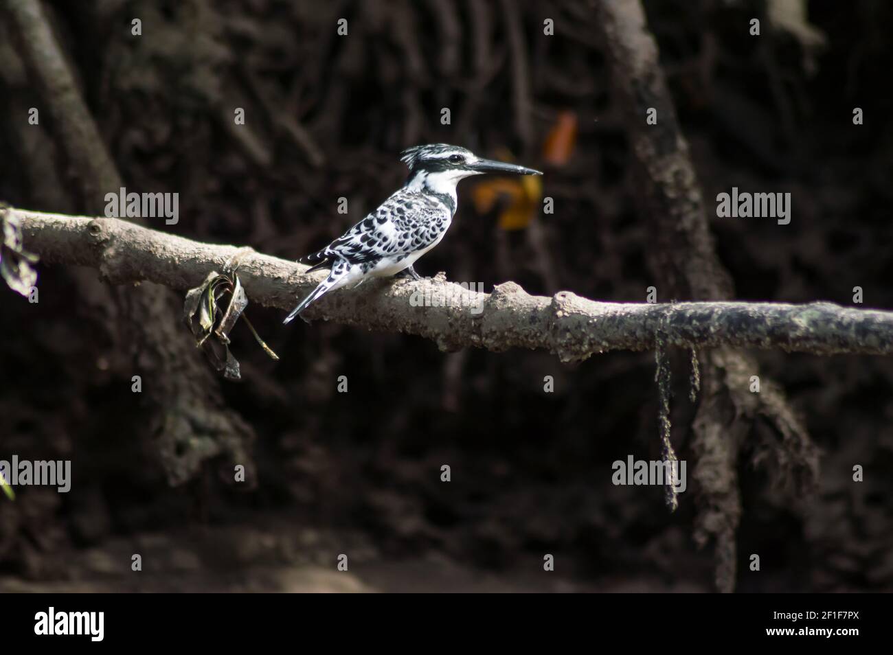 Magpie, Ceryle rudis, Pied Kingfisher on a branch in the mamgrove in Kenya Stock Photo