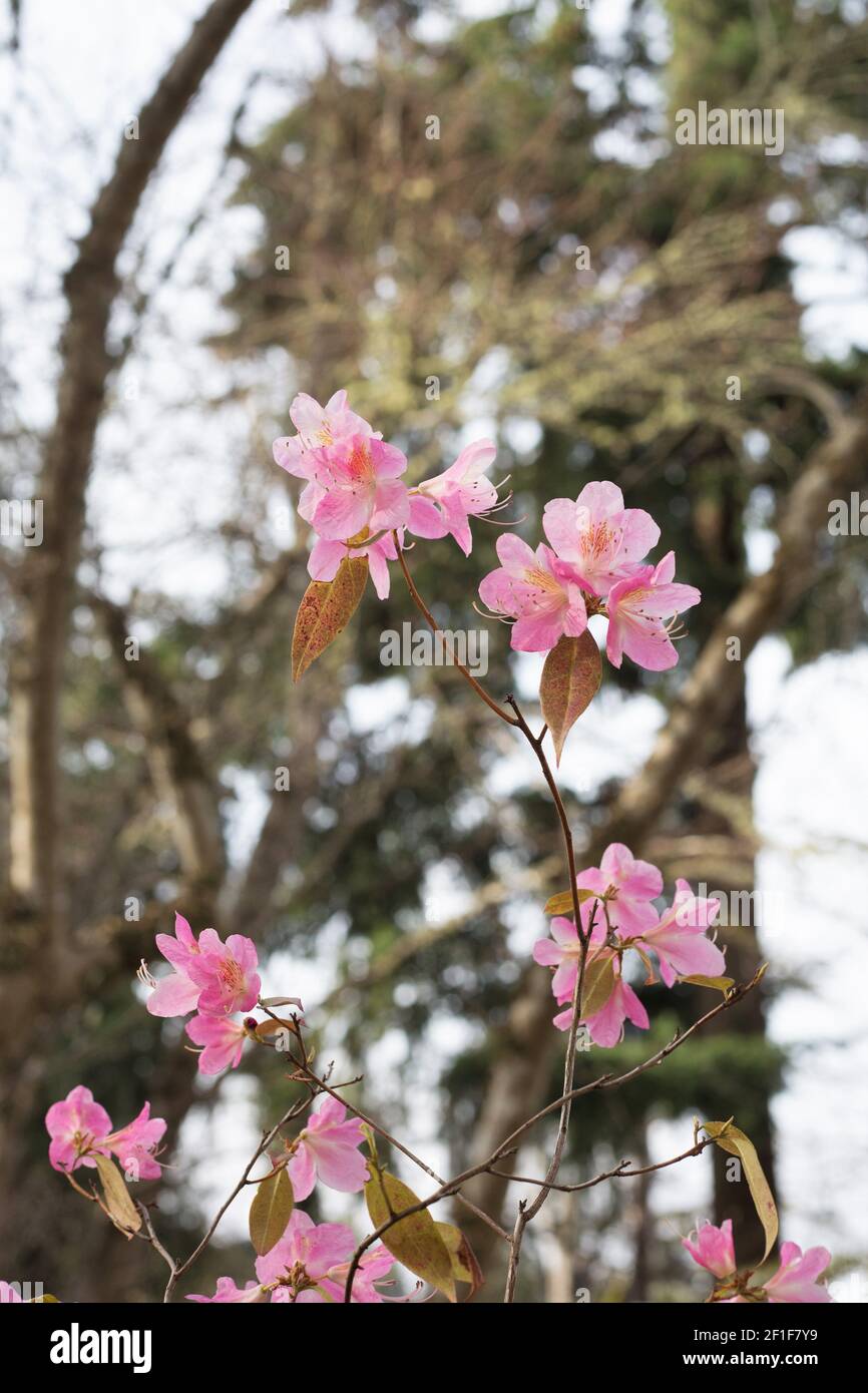Rhododendron 'Airy Fairy'. Stock Photo