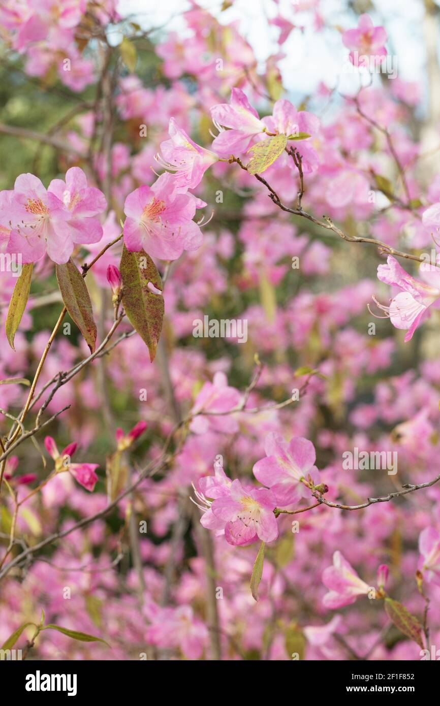 Rhododendron 'Airy Fairy'. Stock Photo