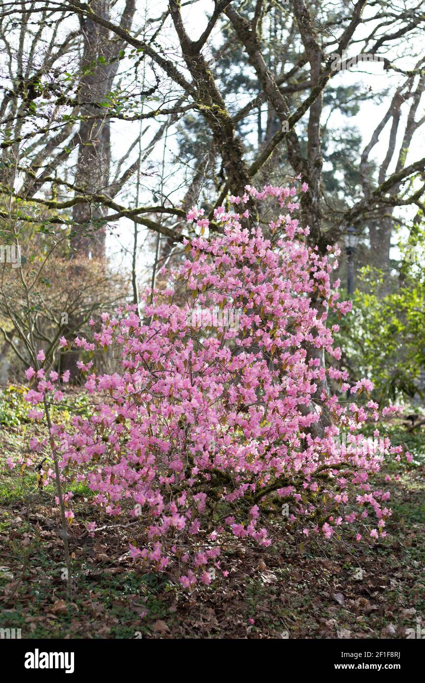 Rhododendron 'Airy Fairy'. Stock Photo