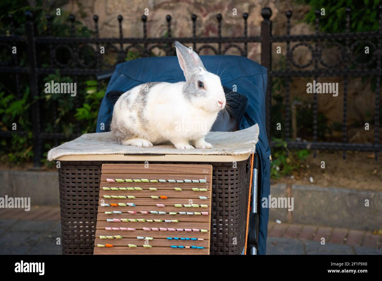 Pet shop sultanahmet istanbul turkey hi-res stock photography and ...