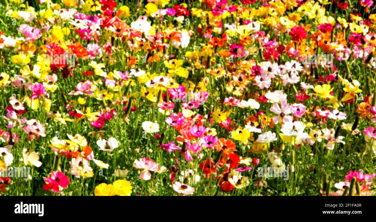 The flowers and   garden Stock Photo
