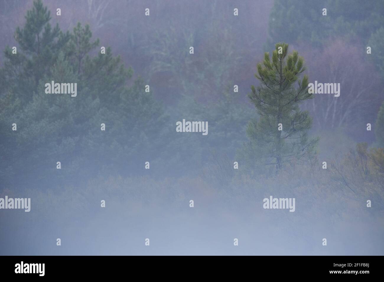 A mesmerizing view of a creepy and foggy forest with pine trees Stock ...