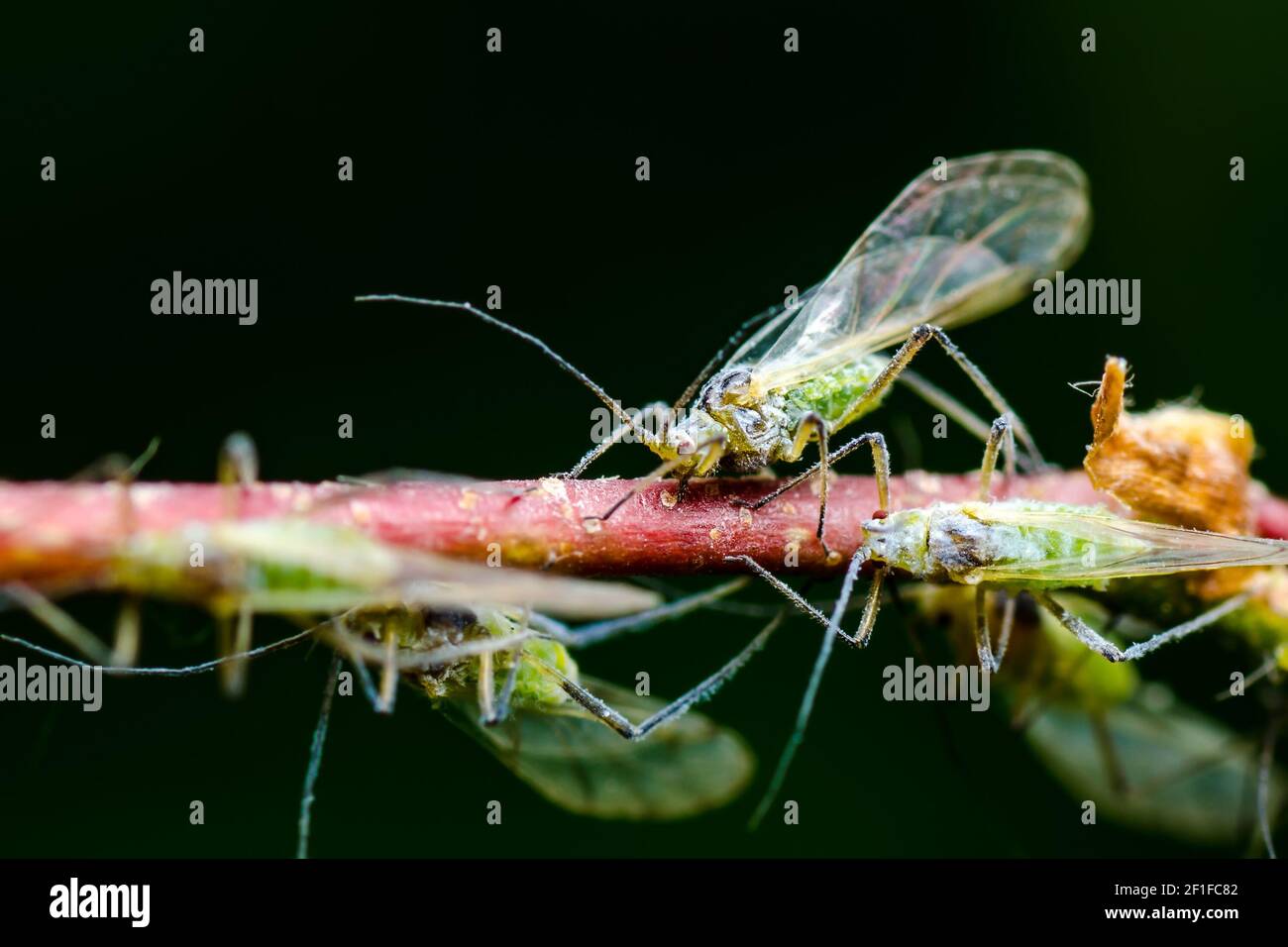 Adult Aphid on Twig. Greenfly or Green Aphid Garden Parasite Insect Pest Macro on Dark Background Stock Photo