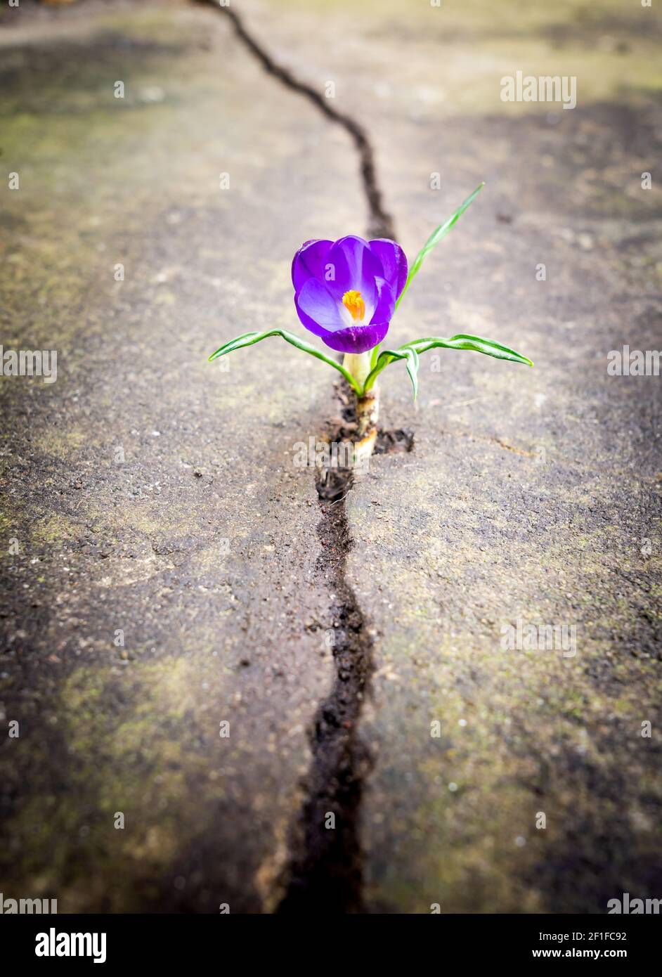 Flower growing in the cracks of a pavement Stock Photo Alamy