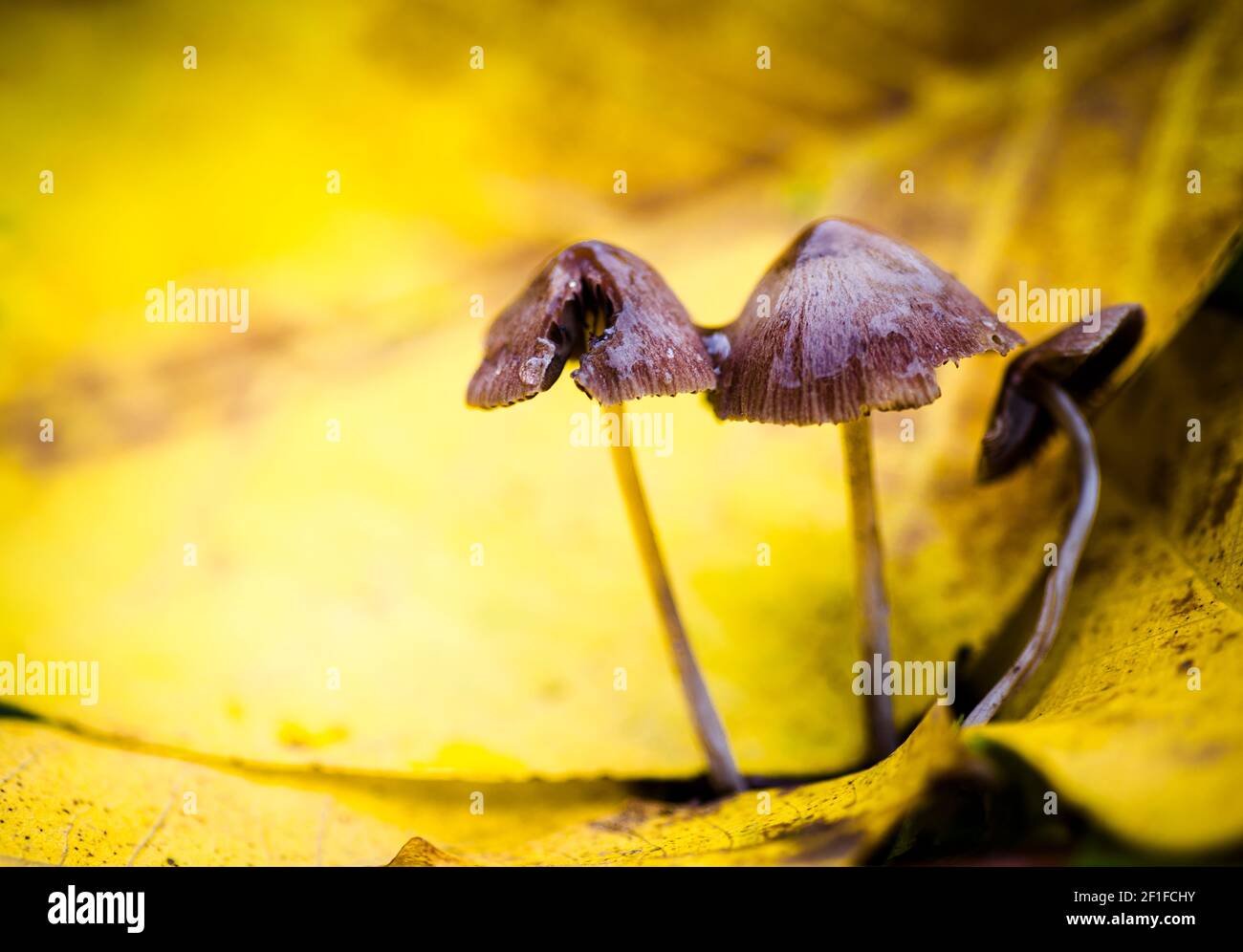 Little mushrooms at the yellow foliage background Stock Photo