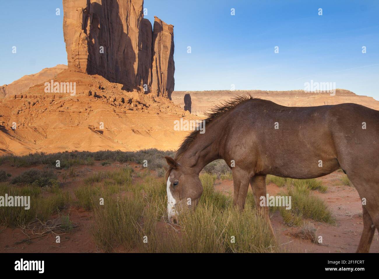 Young wild horse in Monument Valley, Utah. Stock Photo